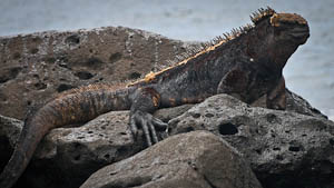 iguane