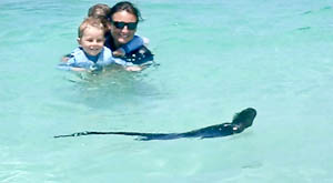 iguane