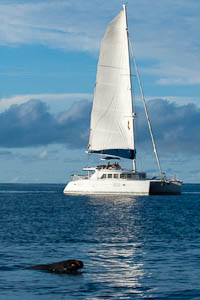 otaries_voiles