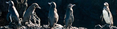 pingouins