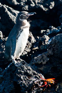 pingouins