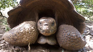 tortue