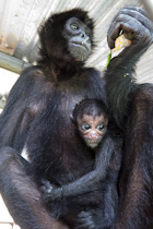 Singe araignée et son petit