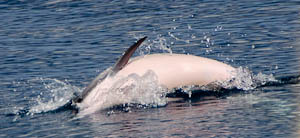 dauphins