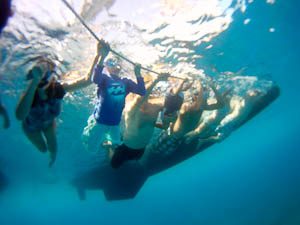 On regarde les dauphins
