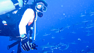 lia et les requins