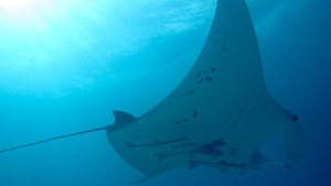 manta au soleil
