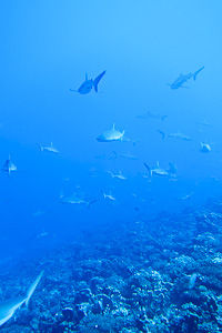 requins